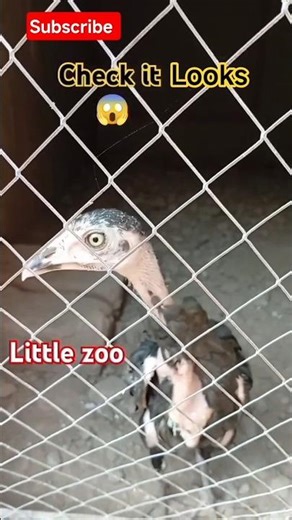 "🔥 The Purest Aseel Fighter 🐓 | Strong Bloodline Revealed! #AseelFighter"