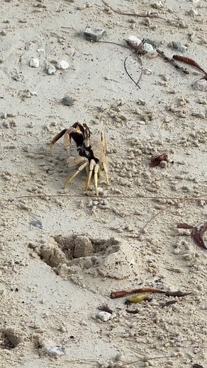 Military Housing on Guam on Reels
