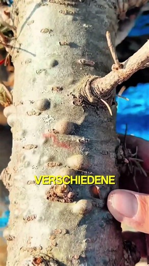 Dieser Baum könnte dein Leben retten