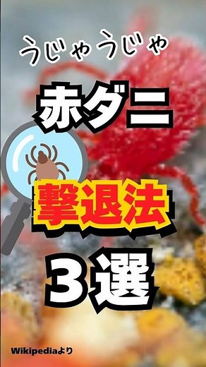 【赤ダニ大量発生】今すぐできる撃退法3選！家を守る簡単テクニック！