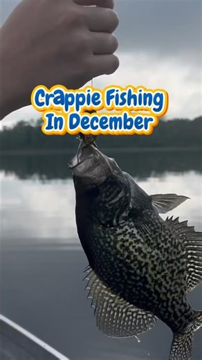 Crappie Fishing In December - Big Slabs Cold Days! 🎣🐟❄️