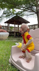Dad overwhelmed training spoiled baby eating properly ☹️ #babymonkey #cutemonkey #animallover #cuteanimals #animals | Baby Monkey Mone