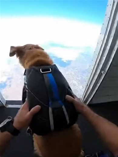Fearless Dog Skydives with Thrill and Joy