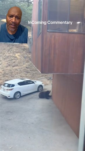 WW AINT SCARED OF SH$T Gramma vs Bear Edition! #comedy #bears #grandma #animals #funny #viral | Bestfetchdog Jay Lett