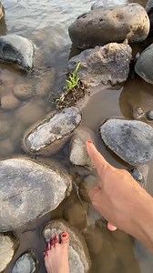 20K reactions · 168 shares | gold prospecting 2025, finding gold in sand, gold prospecting for beginners#viral #mininggold #lookingforgold #panningforgold #goldprospecting #treasure #panningforgold #findinggold #goldnugget #goldmining | Anis Gold Prospecting | Facebook