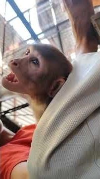 notanki dekh rahe ho Bajrang ki😂♥️ #viralvideo #monkey
