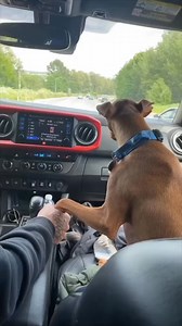 1.8M views · 44K reactions | Credit: @Dylan_Anderson on YouTube Dogs really are the definition of unconditional love ❤️ This wholesome compilation will brighten your day and melt your heart. ✨ #DogsOfFacebook #DogCompilation #PuppyLove #CuteDogs #DogVideos #WholesomeVideos #ManBestFriend #DogLovers #FurryFriends #Heartwarming #MadeMeSmile #GoodVibesOnly #FeelGood #SpreadPositivity #MustWatch #fblifestyle | Masoe Kramer | Facebook