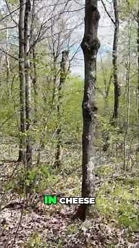 Hiker's Hiking Food Secrets: Cheese, Kimchi, and Pepper Seasoning!