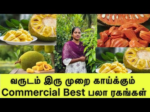 🌳 High Yield Two Season Jackfruit | அதிக மகசூல் தரும் இரு பருவ பலா