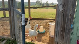 Music and lyrics by Kay (copyright pending) with back up vocals by Ozzie and Harriet. 🤪 🎶 | Frog Song Farm Sanctuary