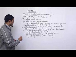 Class 11 Zoology animalia part 2