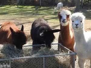 Alpacas The Stars Of Howell Farm