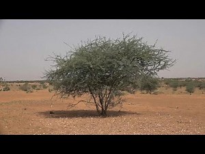 Gefährliches Mali: deutsche Soldaten auf UN-Friedensmission