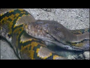 アミメニシキヘビ。Reticulated Python.