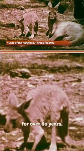 60 Years of Wild Kingdom in Australia