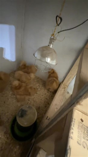 Scott gets brownie points ❤️ He gave me a space for Indoor pens in the heated polebarn that has a sink with running water 😎 🫶 Next is a rabbit room 😉 #silkies #farmlife P.S. Don’t judge…my birds are a hot mess at the moment 😅 | GypsyFeather Farm