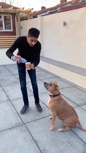 DOG REACTS TO MAGIC!😂🐶 #pets #petsoftiktok #dogs #makingmagic #uktalent #funny #bamboozled #woof