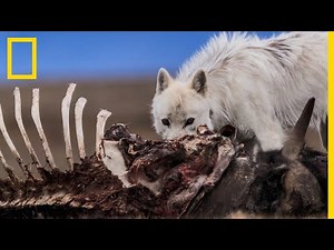 L'imprudence d'un loup solitaire