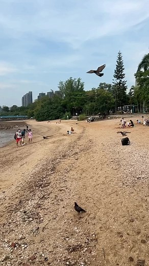 Beautiful pigeon in Pebble’s Beach Wu Kai Sha………. Soju Hikers Awesome Hong Kong Living in Hong Kong | Everybitlocal