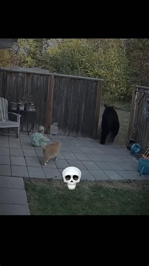 Cats defence are crazy💀🗿#cat #trollfaceedit