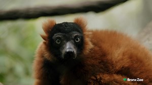 463 reactions · 5 comments | Madagascar at the Bronx Zoo is an oasis where you can escape winter. Encounter unique animals from one of the most exotic places on Earth, right here in New York City, including lemurs, Nile crocodiles, fossas, and others! | Bronx Zoo | Facebook