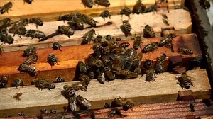 The importance of preserving bee populations