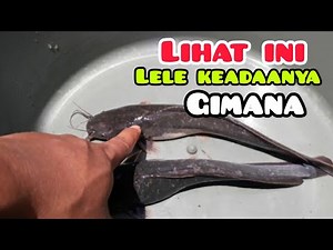 KOLAM TERPAL IKAN LELE | APA BENAR LELE BESAR KEPALANYA