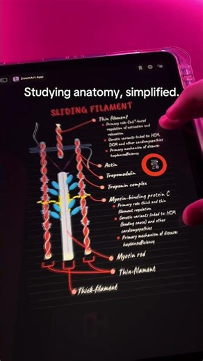 iPad notes made with ZoomArt app💞 #ipadnotes # #anatomy #applepencil #ipadstudy #notesapp #fyppp