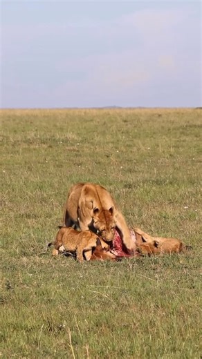 Ija Safaris , East Africa on Instagram: "Encountering lions in the wild is awe-inspiring. Watching a lioness hunt while hyenas lurk adds to the thrill. Playful cubs exploring add a joyful twist, showcasing the delicate balance of their upbringing and protection. This majestic scene highlights the beauty and complex dynamics of wildlife. The fragile harmony between predators and their environment is a poignant reminder of nature’s survival cycle. #WildlifeAdventure #Lioness #NatureLovers #SafariE