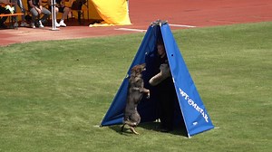 22K views · 597 reactions | VDH DM 2024 Watch the VDH DM Livestream on working-dog! https://livestream.working-dog.com/2024-VDH-DM-IGP-2024 Classic-Users can get a livestream Ticket for 24,90 €. https://www.working-dog.com/livestream/buyticket?id=397&p=event Premium-Members can enjoy the Livestream for free. working-dog Share Your Passion | Working-dog | Facebook