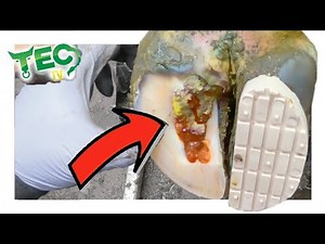 PUS OOZE FROM MASSIVE COW'S SOLE DAMAGE | TEC TV