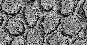 Mechanism of Bonding agents and Bond Strength on Cementum Surfaces compared to Dentin and Enamel