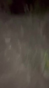 Four Gang Members Executed And Left To Rot In The Woods