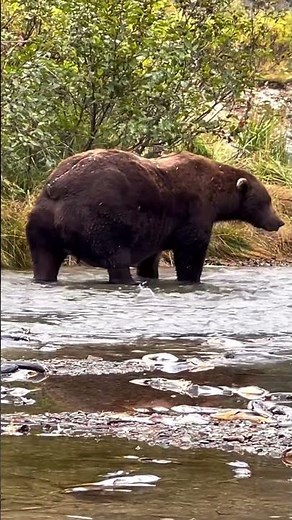 A Perfect Example of Bear Power in the Wild #WildlifeVideo #NatureLovers #AnimalDocumentary
