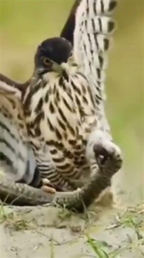 Crested Goshawk Vs Snake