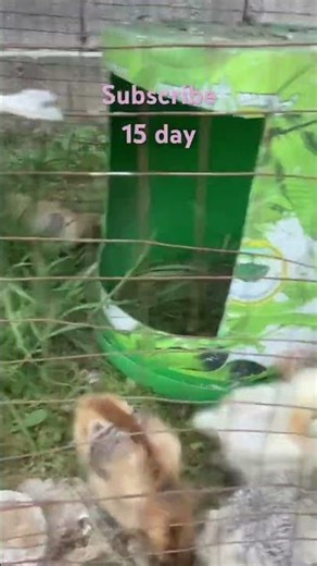 Сhick 15 day 🐥 #oldies #chicken #roosterfarm #animals #pets