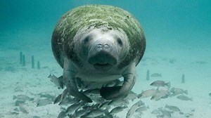 Artificial intelligence used to count manatee clusters in real time: FAU researchers