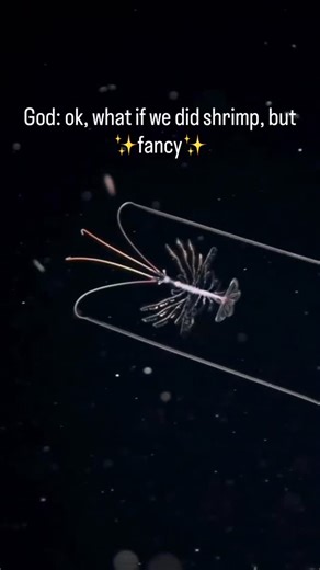 High Seas Science | This is one of the most beautiful open-ocean shrimps I have ever seen. Although we tend to think of shrimp as living on the sea floor, many... | Instagram