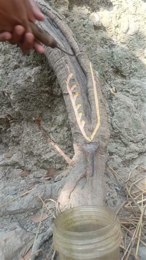 Unique root sap collection #shorts #shortsviral #trendingshorts