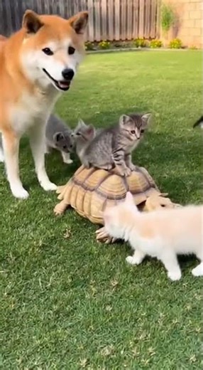 Kittens Meet a Gentle Tortoise-Shiba + Kittens + Tortoise = ❤️