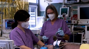 Endotracheal Intubation Using a Flexible Intubation Endoscope as a Standardized Model for Safe Airway Management in Swine