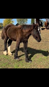 Are you looking for a BIG gorgeous filly with the temperament of a QUEEN? Our WHR Carbon Copy x FHF White Truffle Popcorn filly has got it all! Estimated to mature in the 16hh range, with huge bone, and plenty of silky feather, she is beautiful both inside and out! Pm for more information. | Feathered Horse Farm