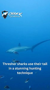 Embark on an extraordinary adventure to join our May 2024 Thresher Shark Expedition at an unbeatable, underpriced rate! Act quickly to secure your spot and delve into the captivating world of thresher sharks. Beyond the fantastic value, there’s even more excitement waiting for you. This expedition promises an immersive journey, and with limited spaces remaining, the time to seize this extraordinary chance is now. www.sharkguardian.org/expeditions 𝗦𝗛𝗔𝗥𝗞 𝗚𝗨𝗔𝗥𝗗𝗜𝗔𝗡 𝗖𝗼𝗻𝘀𝗲𝗿𝘃𝗮𝘁𝗶�