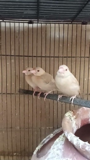 Fawn Java chicks