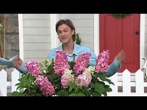 Roberta's 1-Piece First Editions JetStream Hydrangea on QVC
