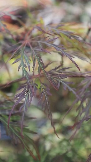 A shifting kaleidoscope of colors through every season, the Orangeola Japanese maple (Acer palmatum ‘Orangeola’) changes from green to purple to a brilliant orange in the fall. Its weeping shape and cascading branches with multicolored foliage are a sight to behold! You’ll find this charming plant and other wonderful selections at the Friends of Birmingham Botanical Gardens’ Spring Plant Sale this weekend at the Gardens. Each of our plant selections has been handpicked by our expert volunteer gr
