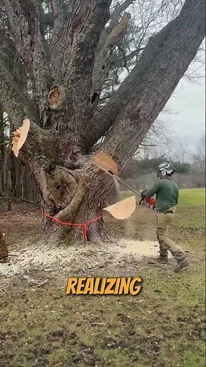 Cutting down a large soft maple Tree #treefelling #arborist #chainsawman #logging #lumberjack