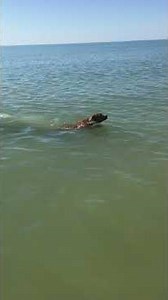 Our dog Bloomer swimming