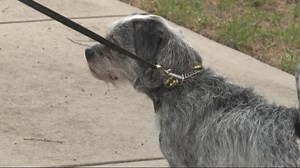 Family's dog survives copperhead bite