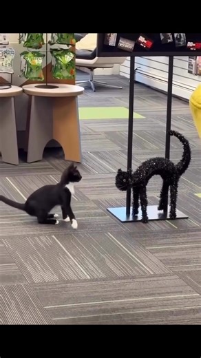 28K views · 1.3K reactions | Halloween is here  | Funny animal videos | Facebook